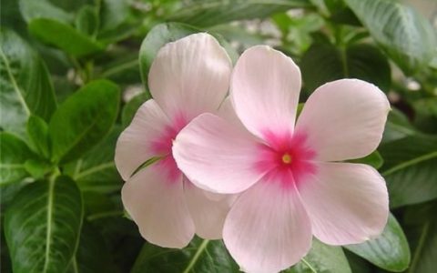 四季梅的养护(四季梅的资料)