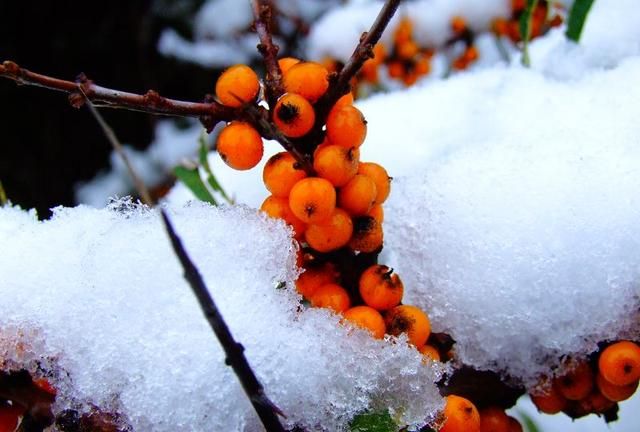 雪中沙棘果 沙棘的药用价值
