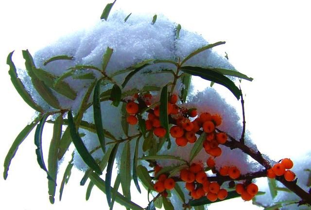 雪中沙棘果 沙棘的药用价值