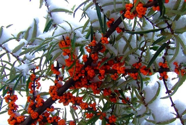 雪中沙棘果 沙棘的药用价值