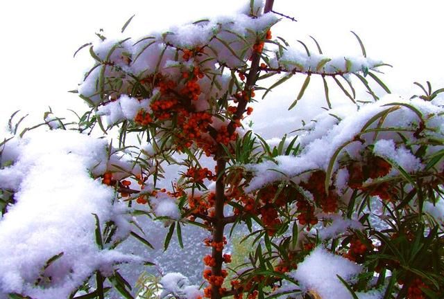 雪中沙棘果 沙棘的药用价值