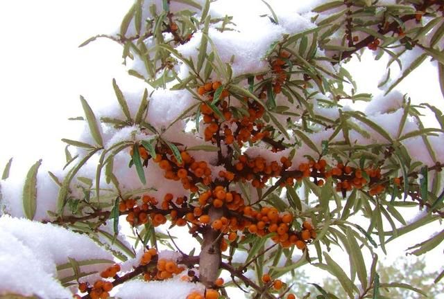 雪中沙棘果 沙棘的药用价值