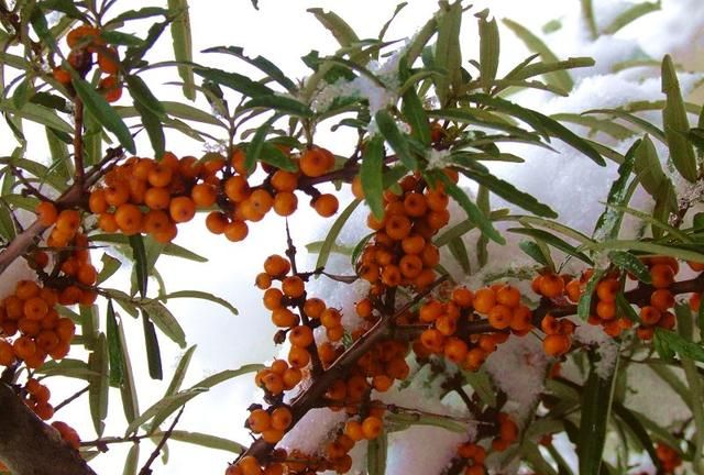雪中沙棘果 沙棘的药用价值