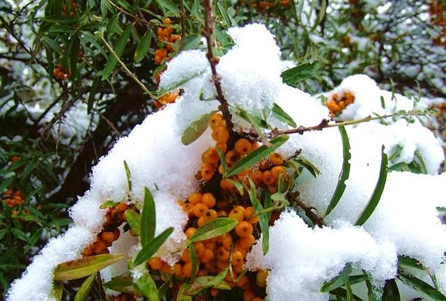 雪中沙棘果 沙棘的药用价值