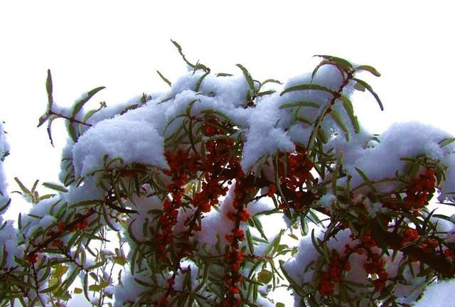 雪中沙棘果 沙棘的药用价值