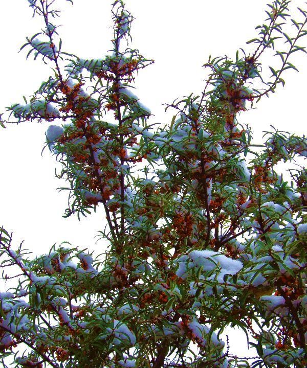 雪中沙棘果 沙棘的药用价值