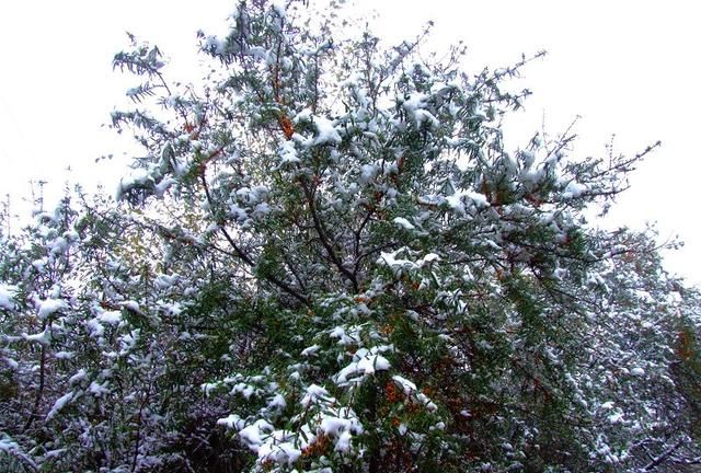 雪中沙棘果 沙棘的药用价值