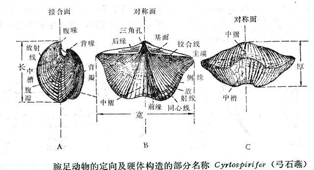 石燕是什么(石燕是什么东西)图2