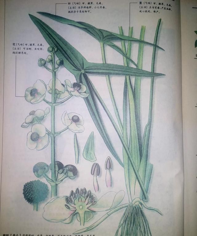 慈姑煮水有什么作用和功效,慈菇的功效与作用图8