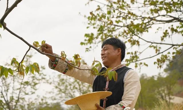 核桃花，昌宁春天最“野”的味