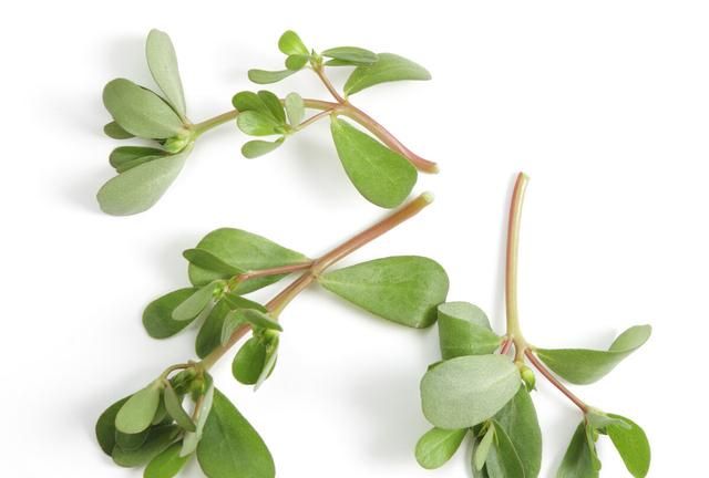 药食两用中药及其药膳（3）介绍——马齿苋