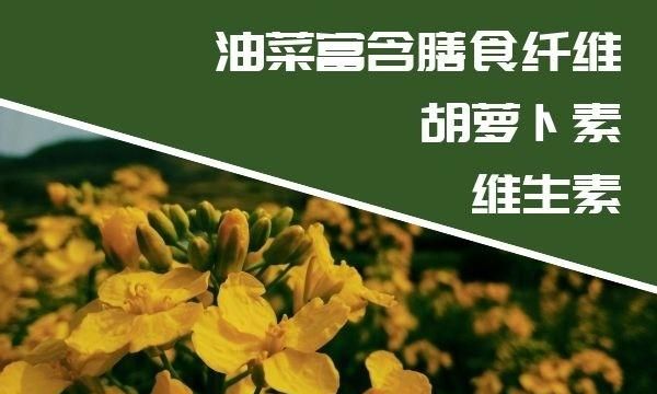 油菜有什么营养价值啊,油菜和紫油菜哪个营养价值高图4