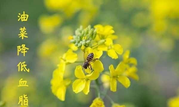 油菜有什么营养价值啊,油菜和紫油菜哪个营养价值高图6