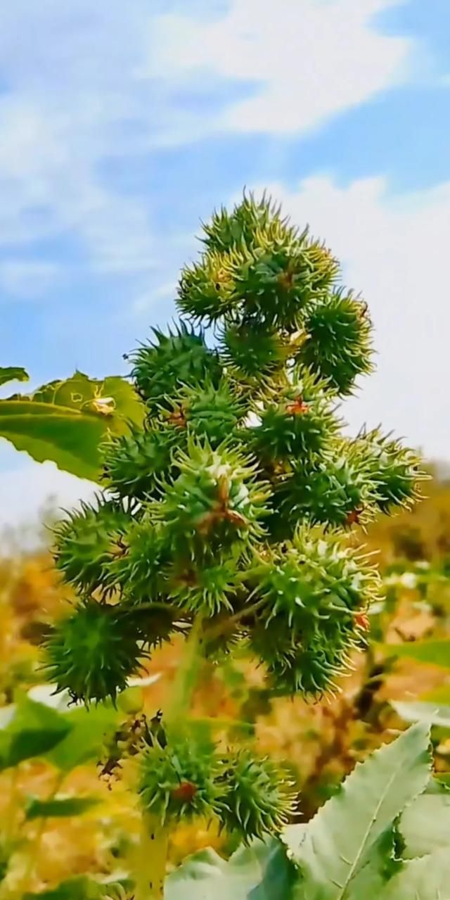 素饺子啥馅最好吃(茄子馅素饺子做法)图6