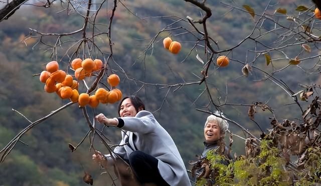 为什么说“一个柿子十副药”？柿子有何功效和禁忌？一文讲清楚