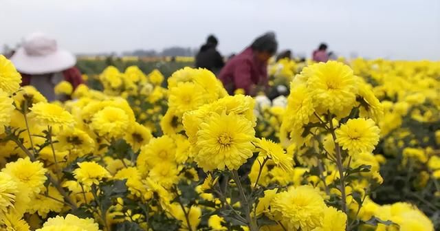 爱喝菊花的看这里，推荐4种菊花茶换着喝，清凉解渴，甘甜好舒畅