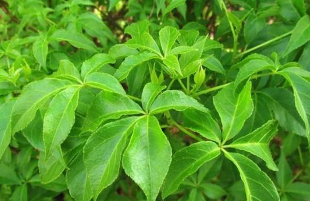 刺五加野菜怎么挑,刺五加野菜功效与作用是什么图1