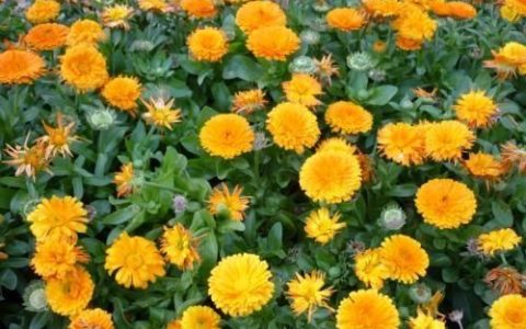 怎样种植金盏菊?金盏菊有什么作用呢