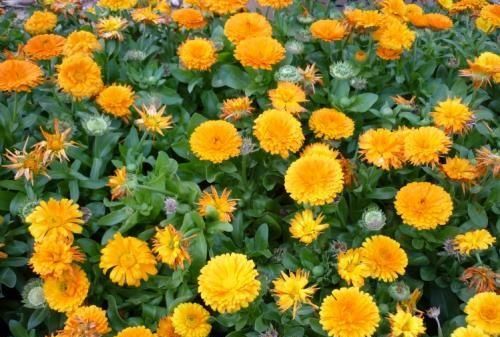 怎样种植金盏菊?金盏菊有什么作用呢图1