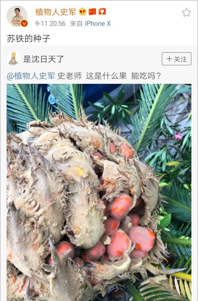 原来这就是“铁树开花”！杭州小伙在山上捡到一个果实，很多人没见过