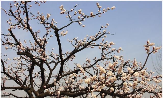 吃杏子是什么季节(杏什么季节可以截枝)图1