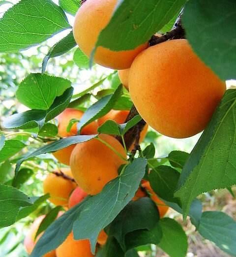 吃杏子是什么季节(杏什么季节可以截枝)图2