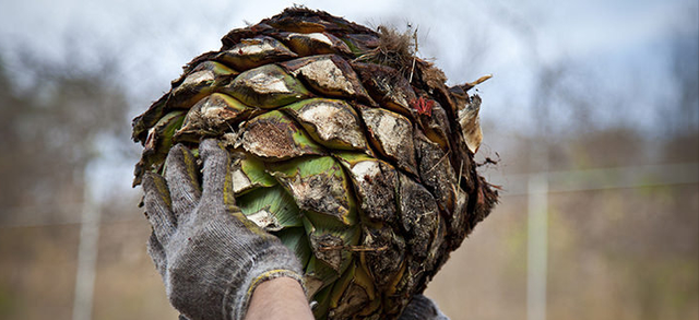 品龙舌兰酒(Tequila)，感受墨西哥之魂的热情