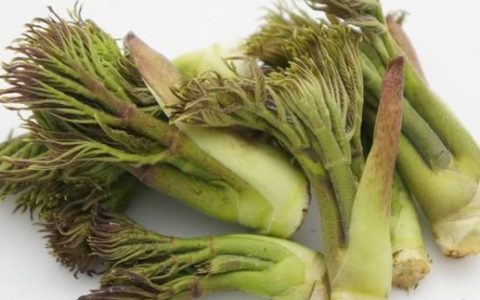 刺嫩芽什么季节可以吃?有哪些吃法呢