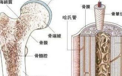 身体骨髓的作用是什么
