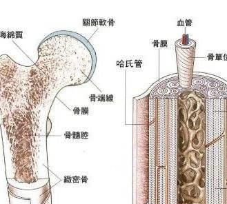 身体骨髓的作用是什么图1