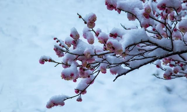 山花功效，待到山花烂漫时,她在丛中笑比喻什么图3