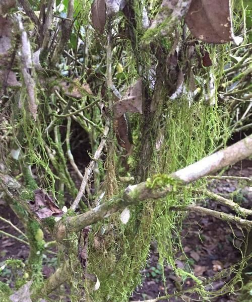 茶树根生青苔如何防治呢(茶树根生青苔防治)图5