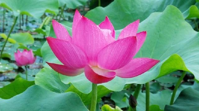 睡莲的叶杆与荷花的叶杆有什么不同吗图6