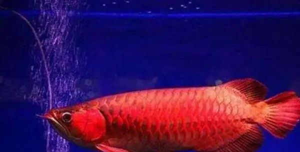 地球上8大红龙鱼品种，第一售价高达268万元，身份高贵神似真龙