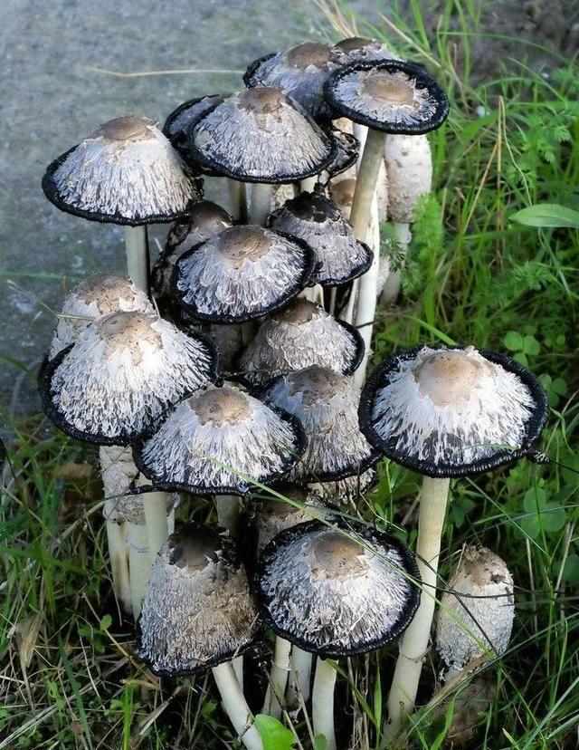在植物真菌类中提取的多糖对人体有什么好处图3