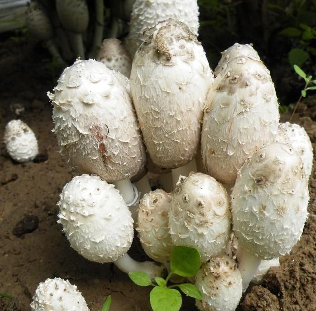 在植物真菌类中提取的多糖对人体有什么好处图4