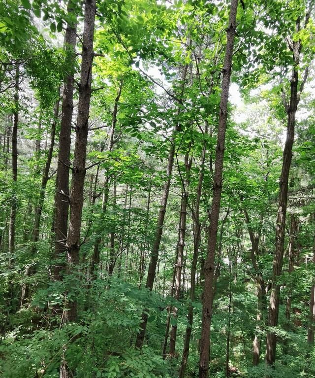 松茸，一个神奇的菌种，你不知道的人间美味，值得你深藏