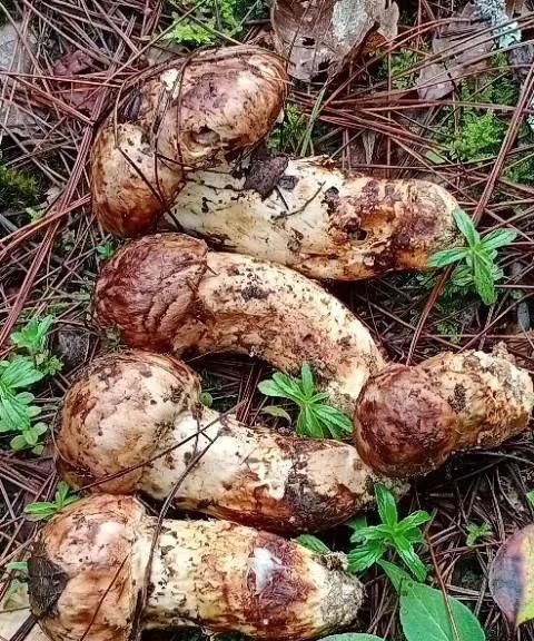 松茸，一个神奇的菌种，你不知道的人间美味，值得你深藏