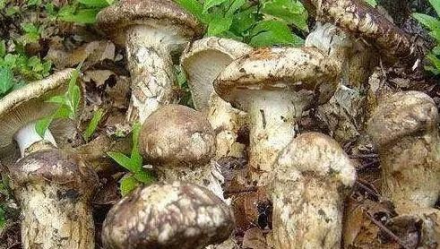 松茸，一个神奇的菌种，你不知道的人间美味，值得你深藏