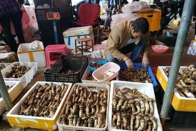 松茸，一个神奇的菌种，你不知道的人间美味，值得你深藏