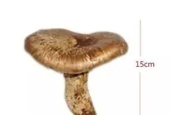 松茸，一个神奇的菌种，你不知道的人间美味，值得你深藏