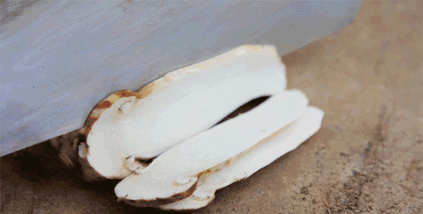 松茸，一个神奇的菌种，你不知道的人间美味，值得你深藏