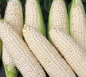 白糯玉米种子哪种好吃图1