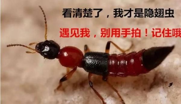 霸占3条热搜的隐翅虫也是上海本土昆虫 如何预防？“中毒”后怎么办？