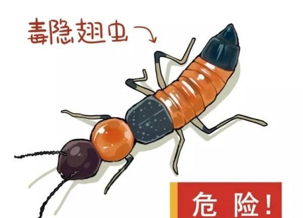 霸占3条热搜的隐翅虫也是上海本土昆虫 如何预防？“中毒”后怎么办？