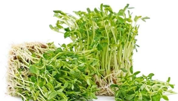 豌豆芽苗菜的培育(豌豆芽苗菜批发价格)图1