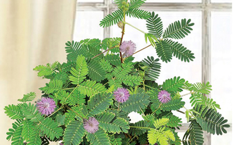 大自然会动的植物