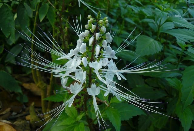 猫须草如何栽培(猫须草是野生还是人工栽培)图1