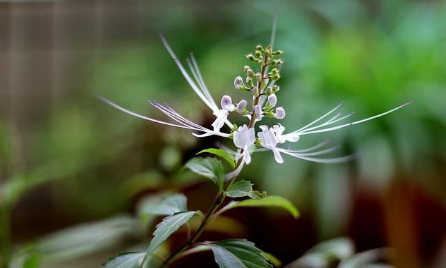 猫须草如何栽培(猫须草是野生还是人工栽培)图2