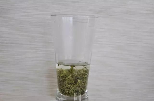 泡好一杯信阳毛尖茶的不同方法